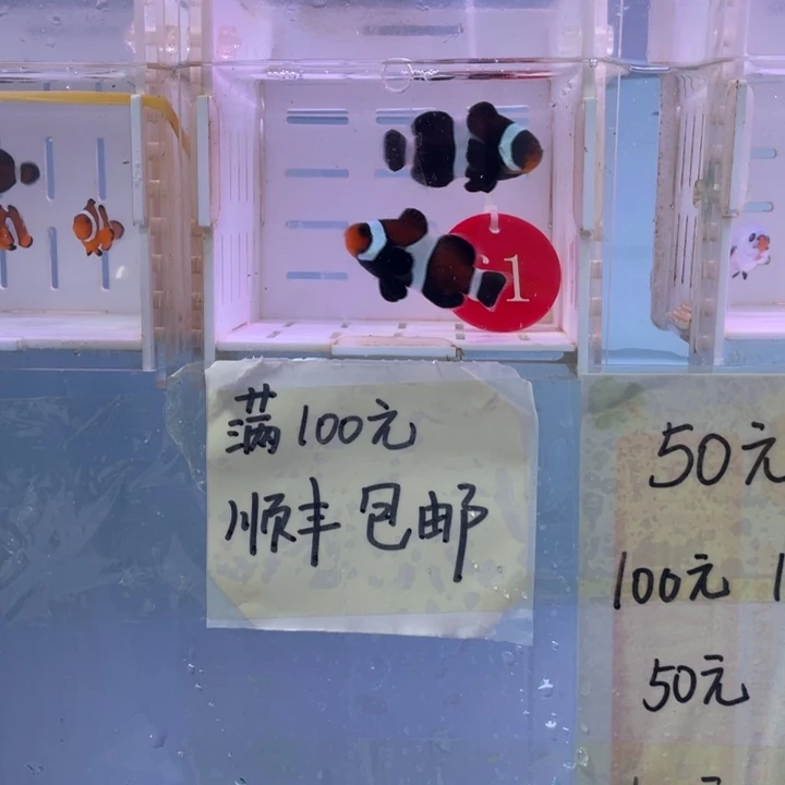 海水鱼微瑕奥黑2条4-5