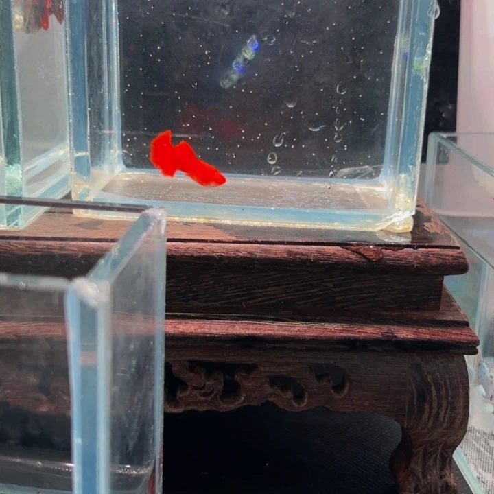 孔雀鱼全红小圆尾一条公