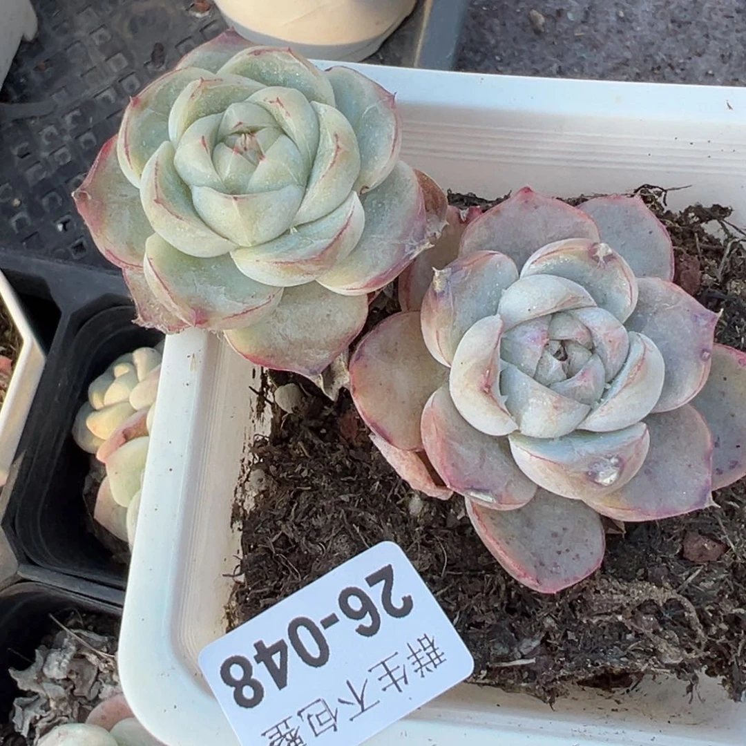 小卡拉米糖心一物一拍26-48