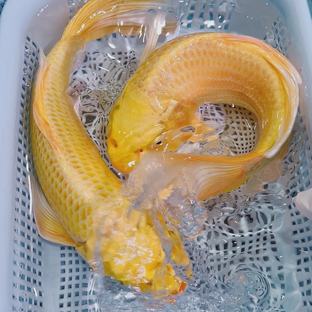 锦鲤锦鲤冷水观赏鱼