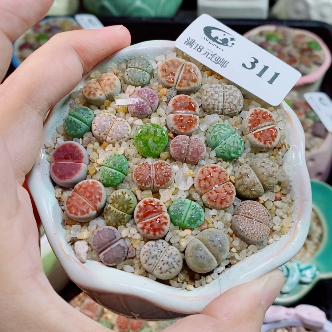 生石花花花花开了311