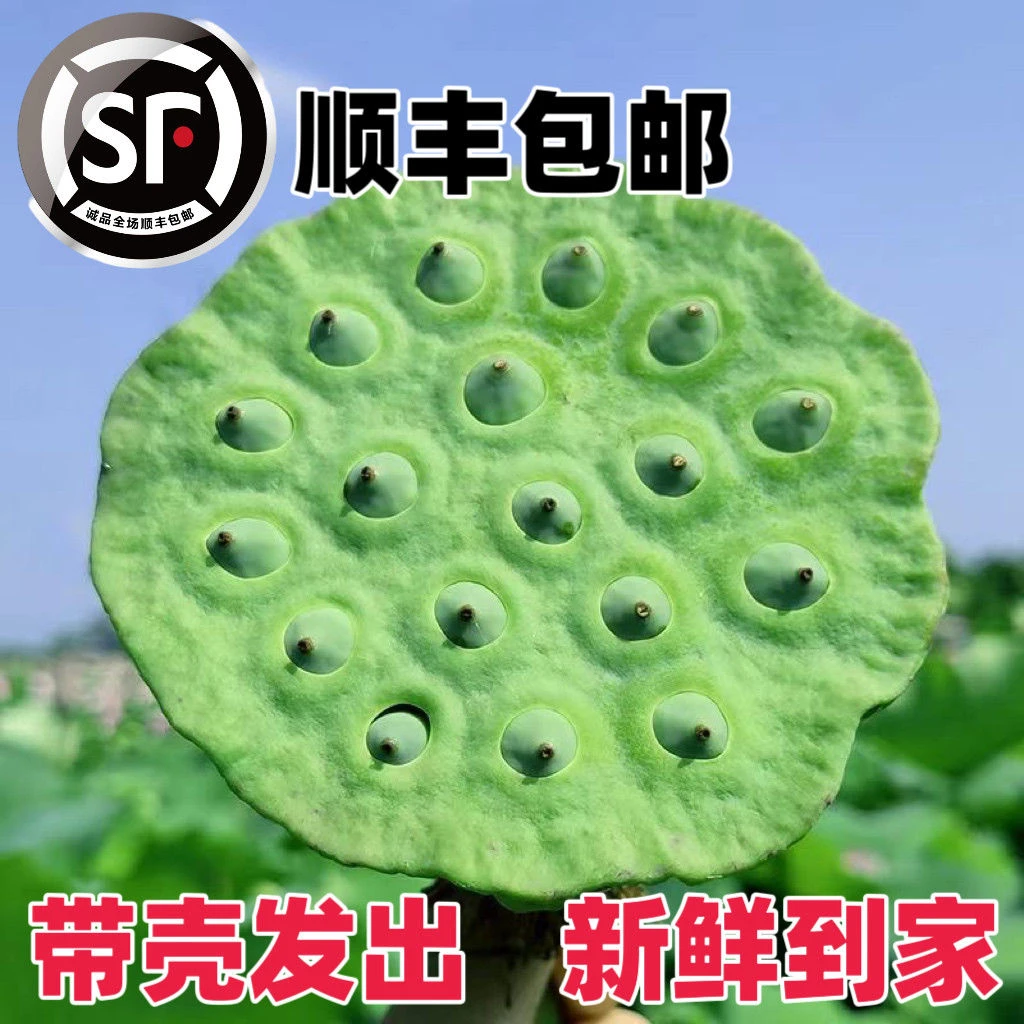 洪湖嫩莲蓬新鲜莲子现摘生吃莲蓬米湖北特产孕妇水果鲜嫩莲蓬包邮