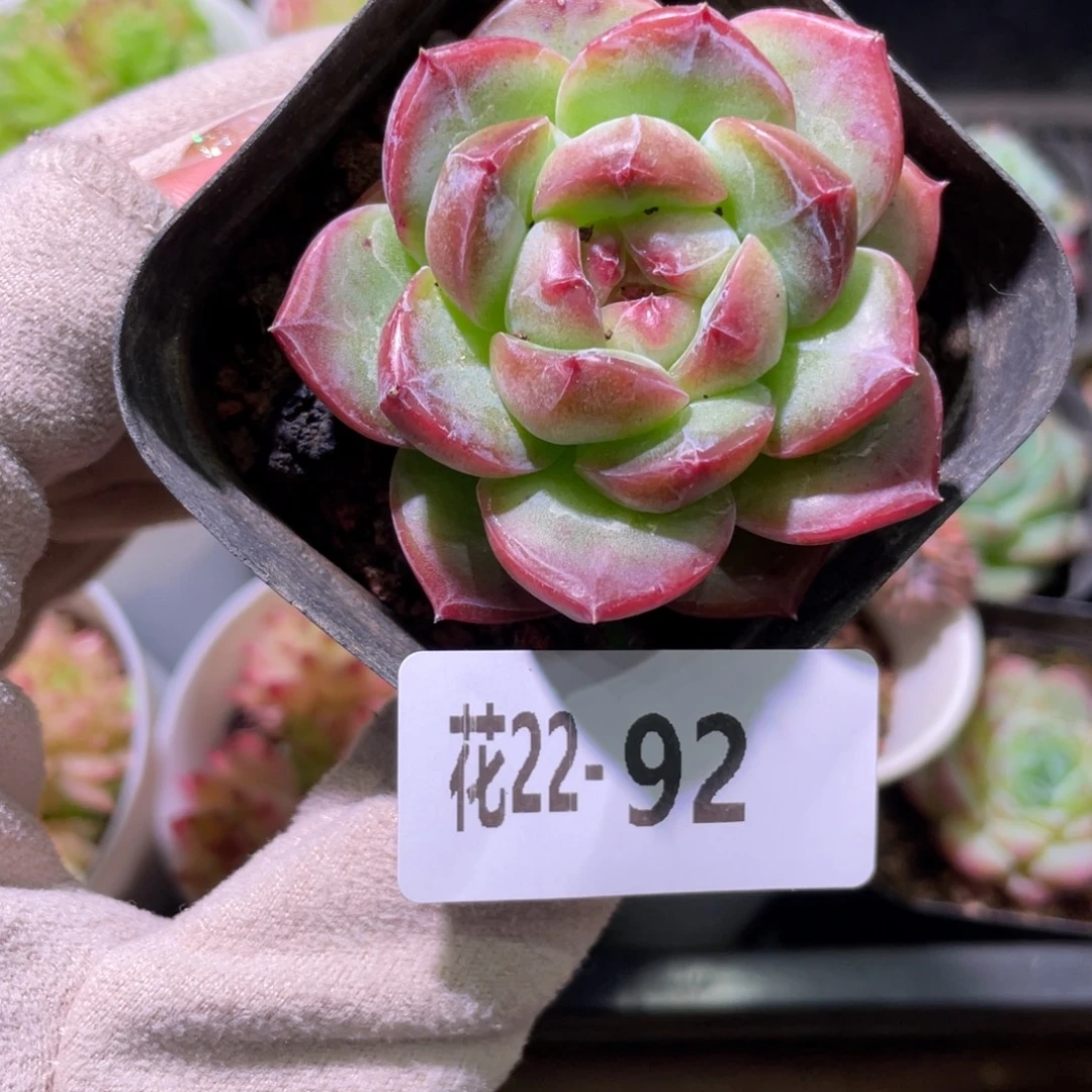 花利美22-92新品单头