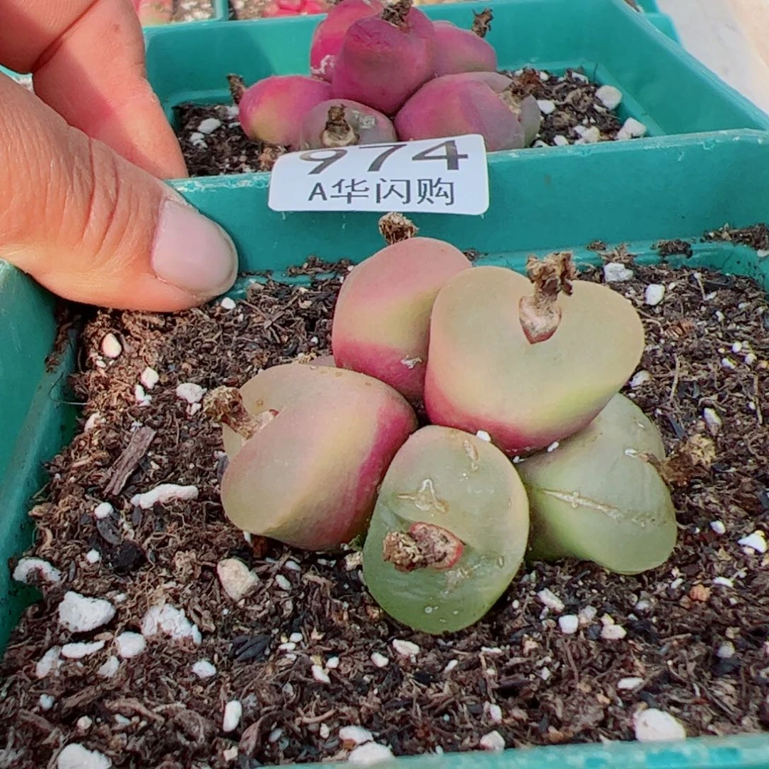 尹*.我很喜欢这个A974