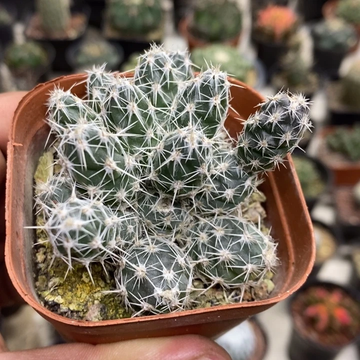 舞豆团扇特价福利