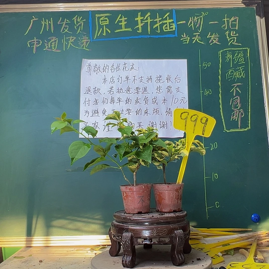 当前无花栽培后可以开花不甜西瓜掌中宝 中国丽人掌中宝999