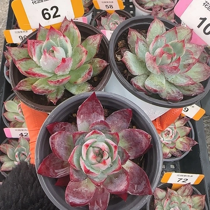 用***362、94、10 惊鸿仙子多肉植物6-9cm