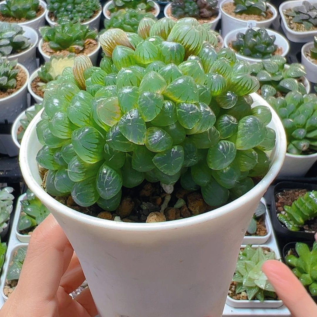 小叶冰灯群多肉多肉多肉多肉