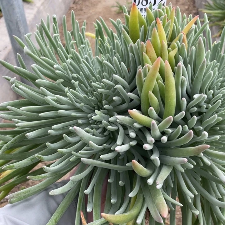 852号爱杜丽丝缀化多肉