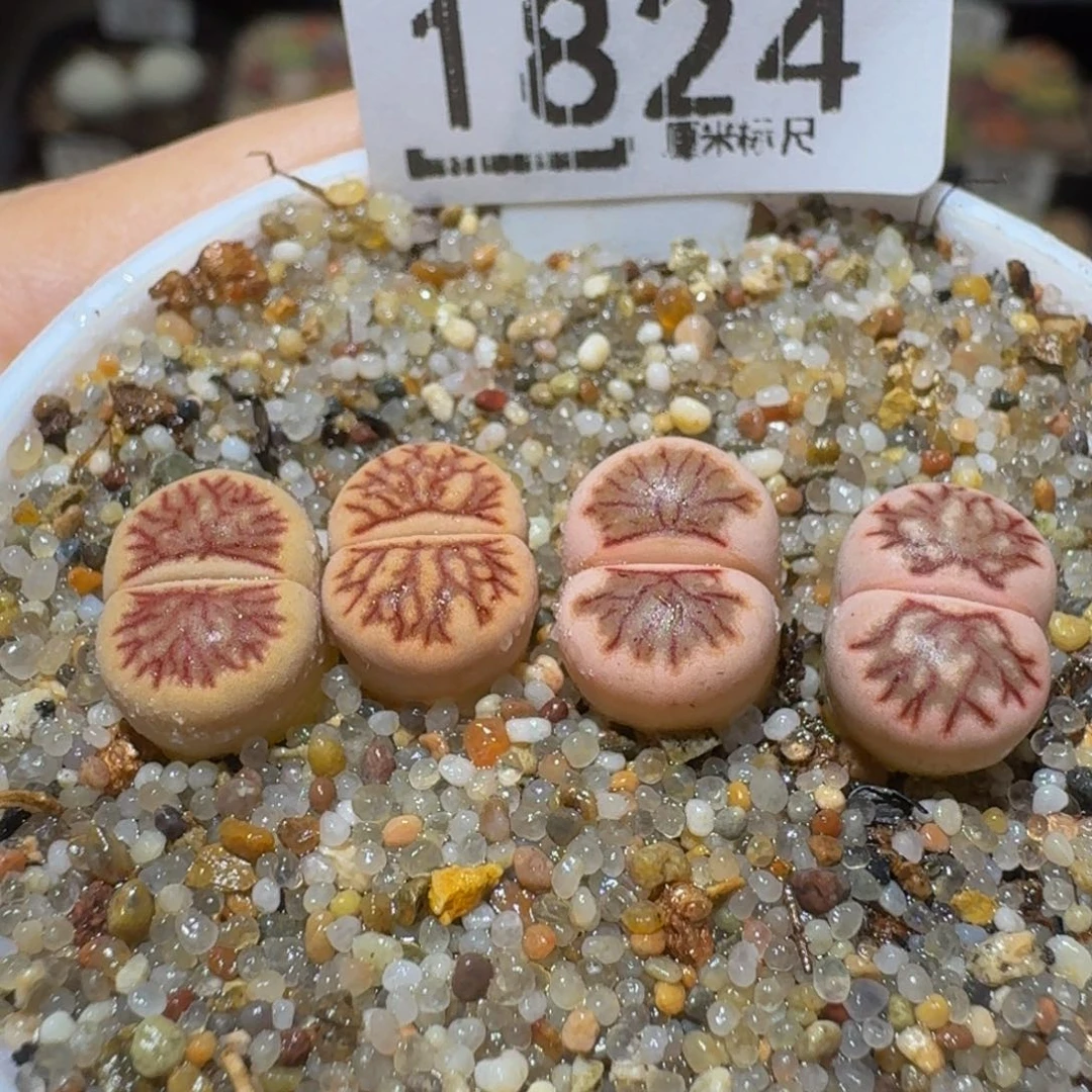 Sssss精品生石花1824锦