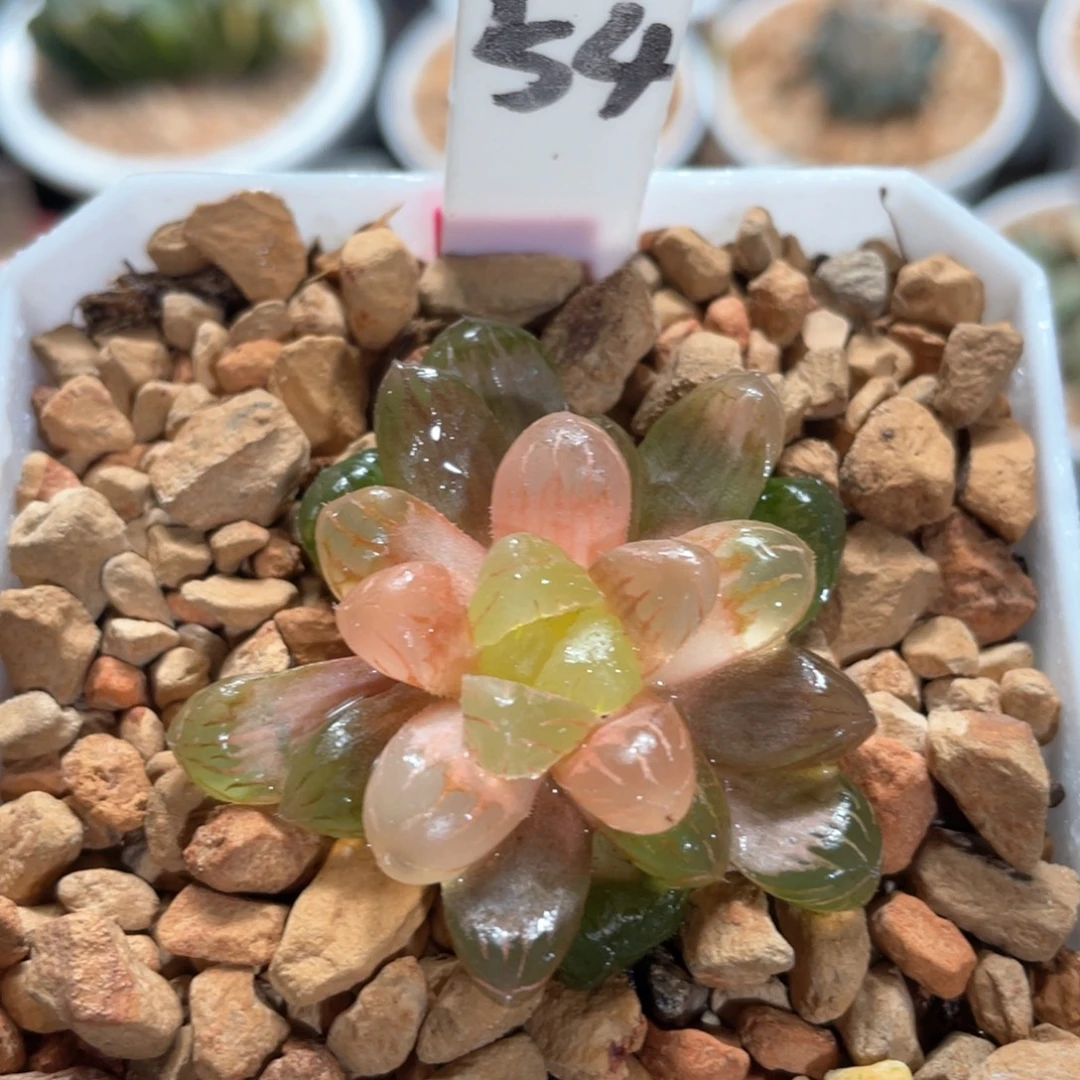 54初桔玉露锦。