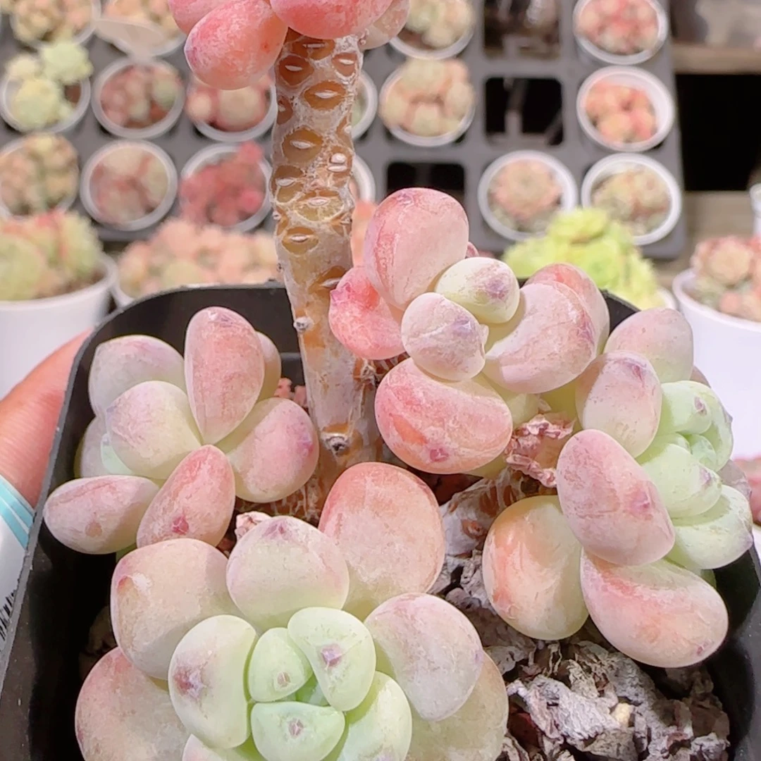 花语多肉1201-278罗琦