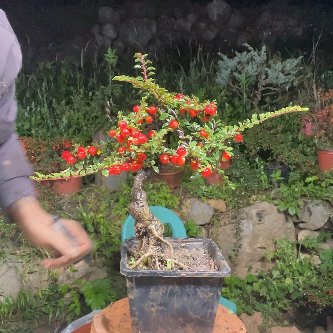 无花朵ggbhhhgfffgbjjj