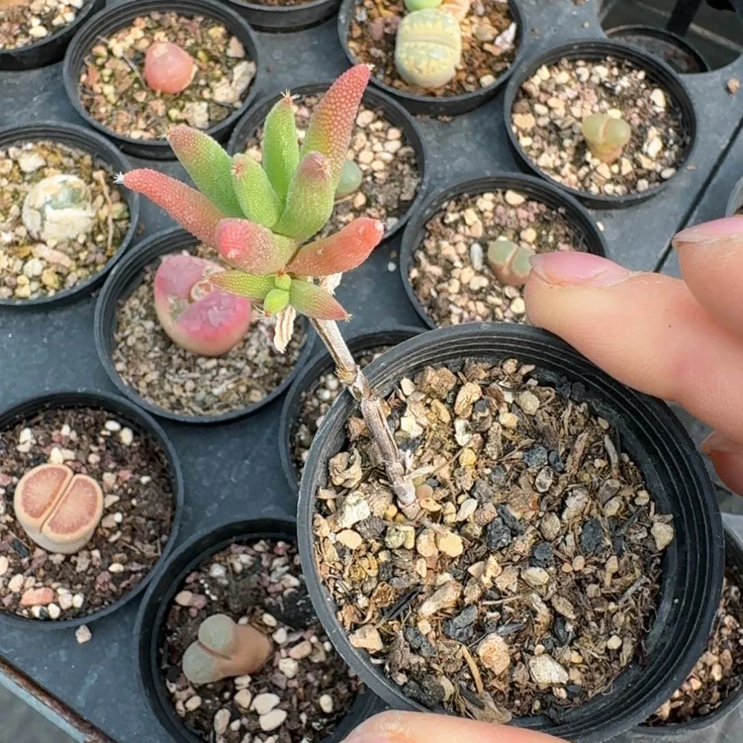 39玉米枝干一颗0000000