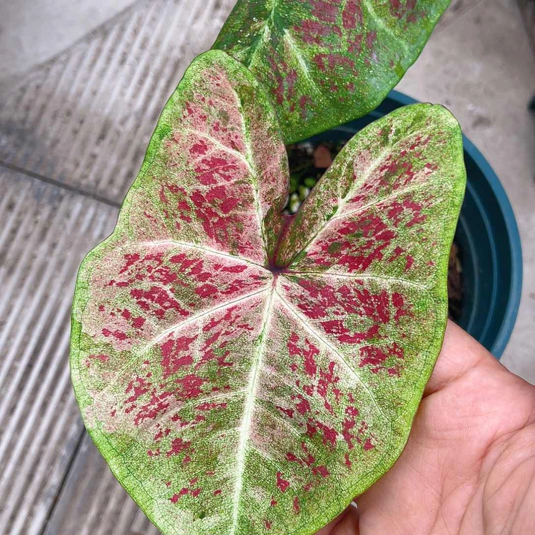完全开放 泰彩一物一拍76