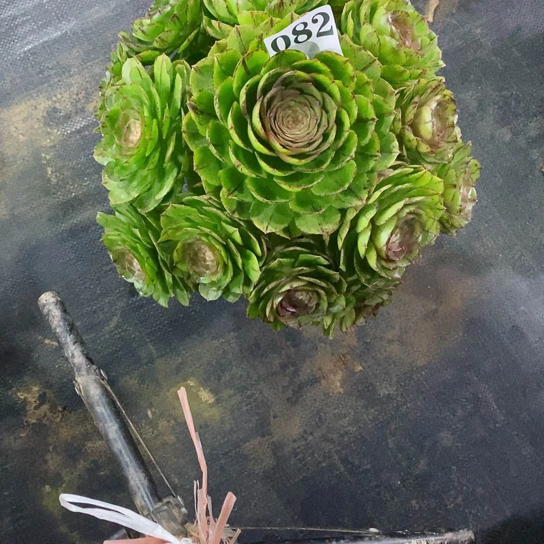 伪*者万拉丝082多肉法师植物