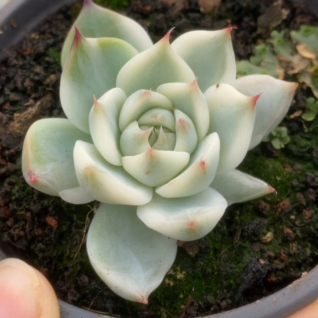 298锦锦锦锦锦锦锦锦锦