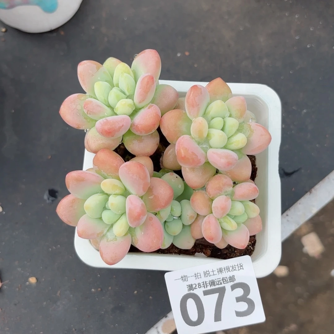 珍妮手指老桩多肉