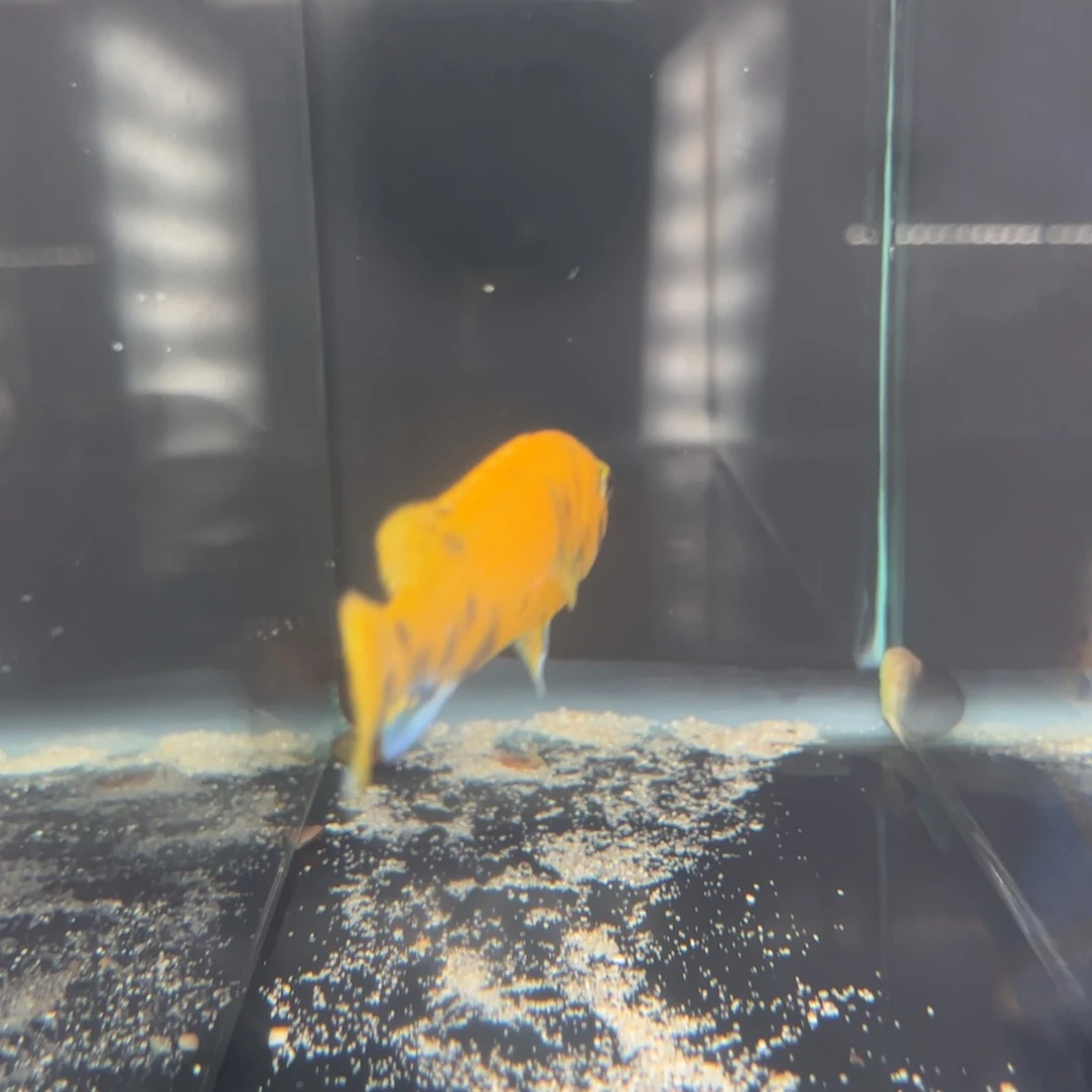 ꫛ***光海水卡玩家mc16号右侧