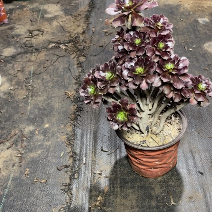 63黑法师多肉多肉植物