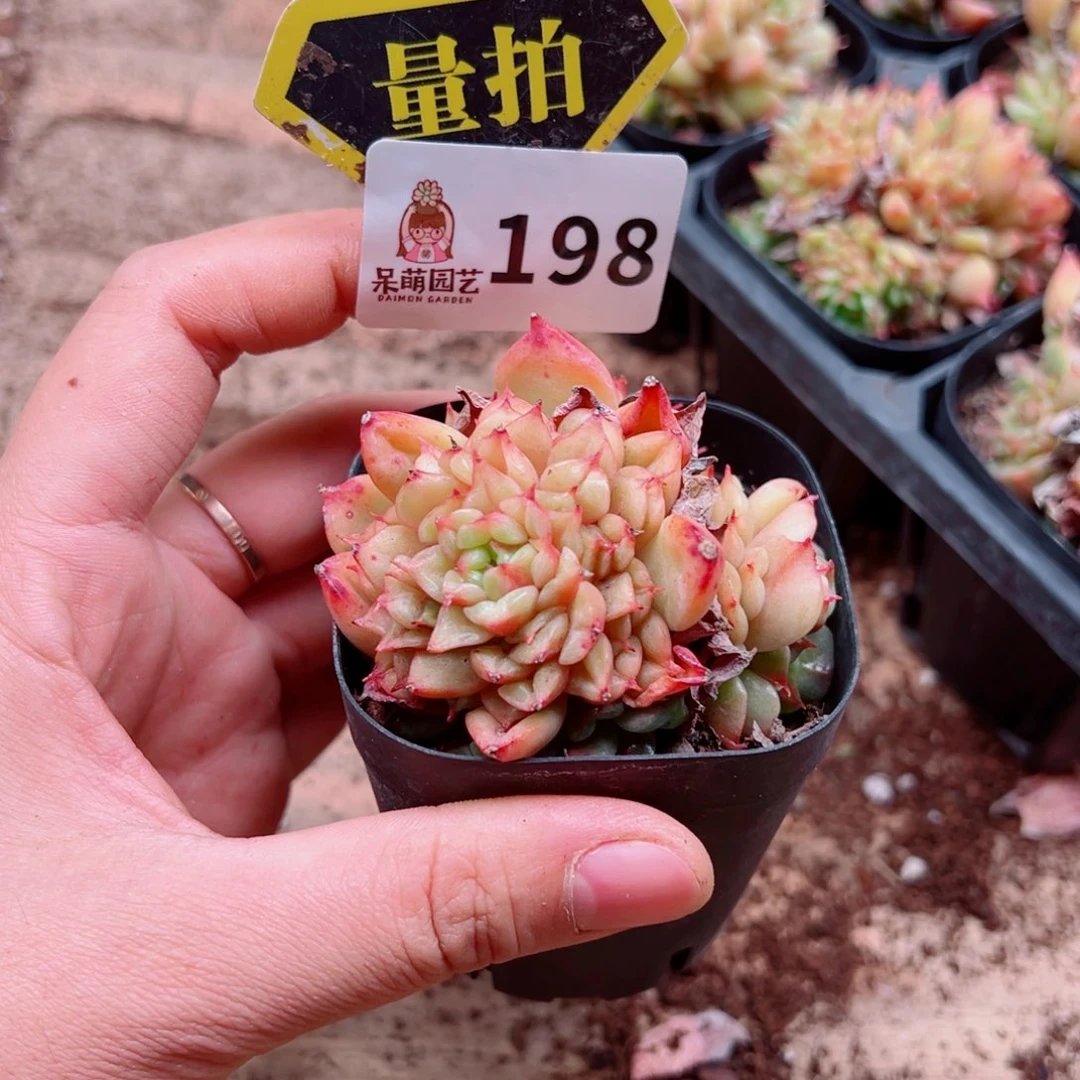 多肉植物多肉植物