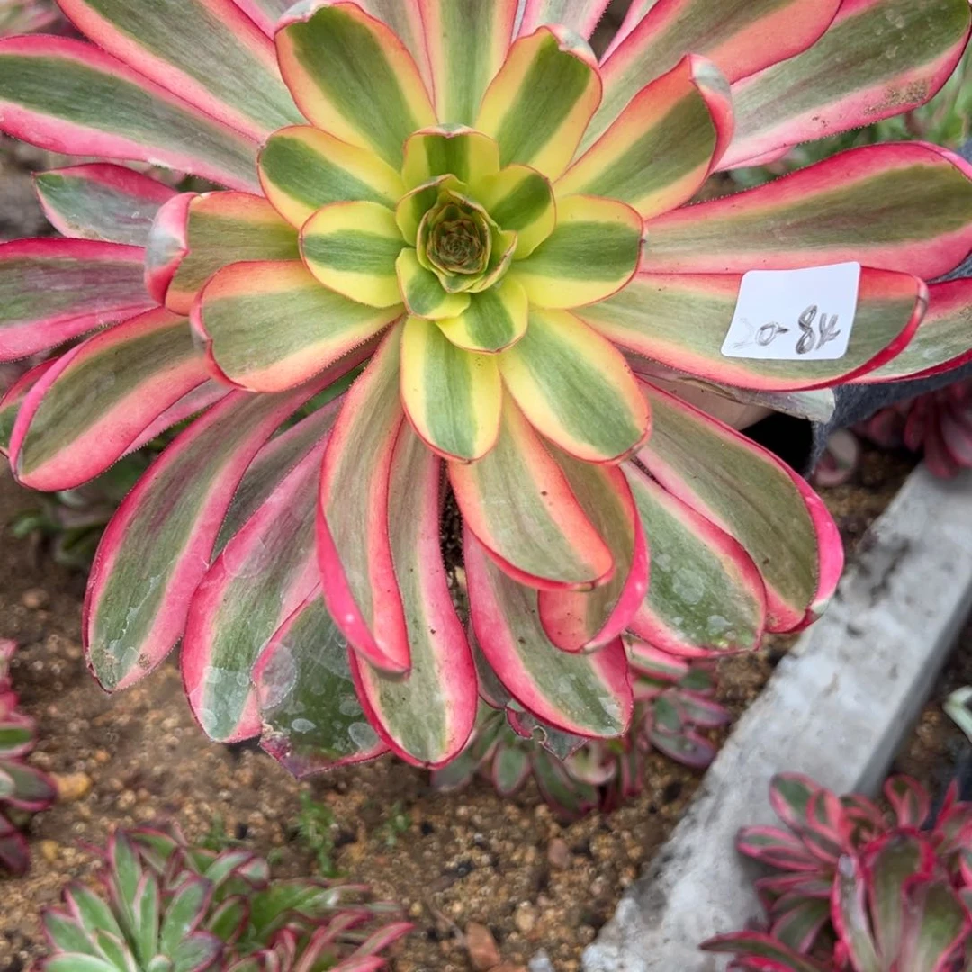 84啊波罗多肉植物