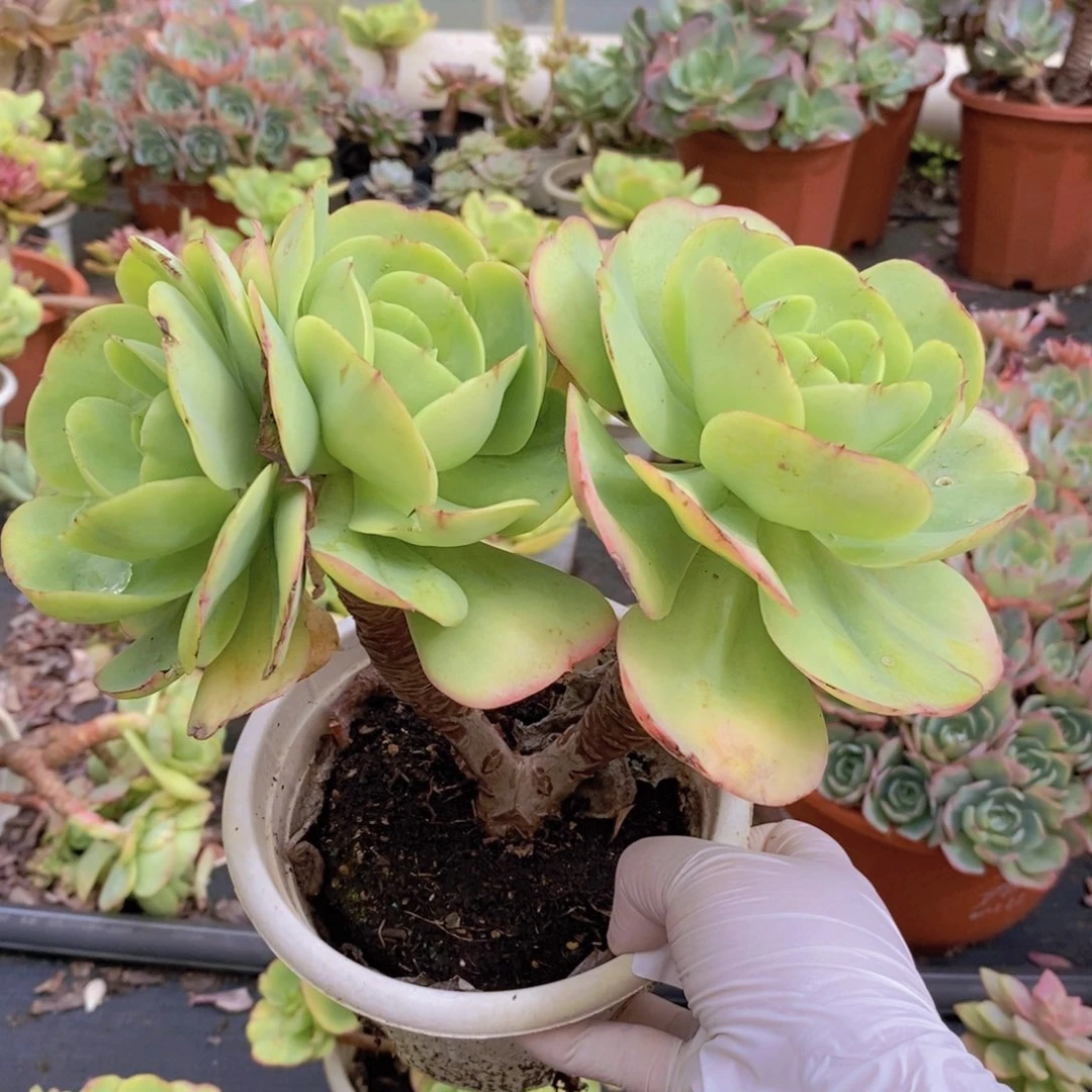 9087碧桃老桩一物一拍