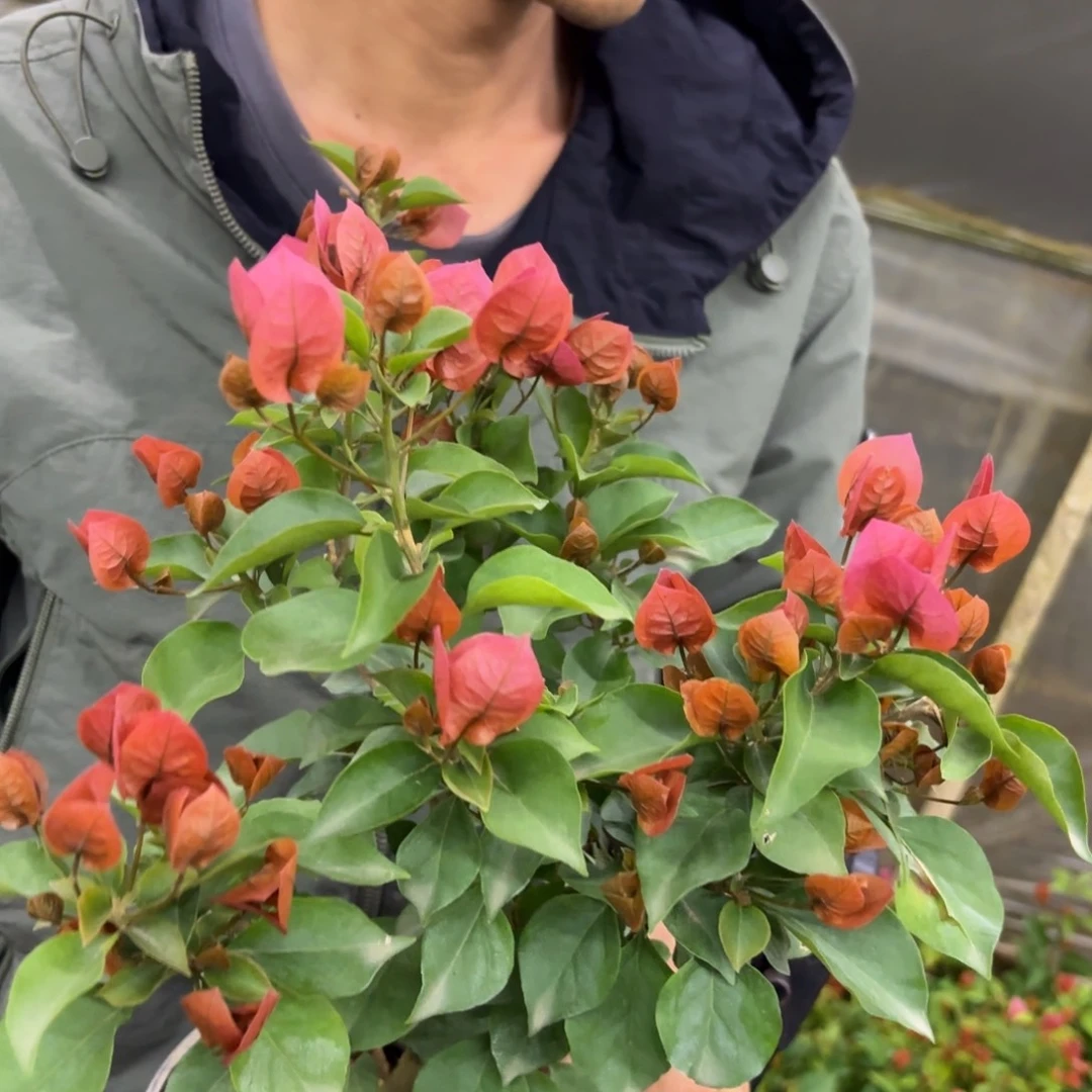 全部花苞（米奇）三角梅会落花落叶会光杆苗有大有小