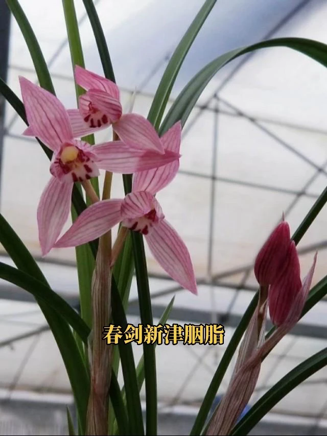 春剑新津胭脂（裸根不含盆土）