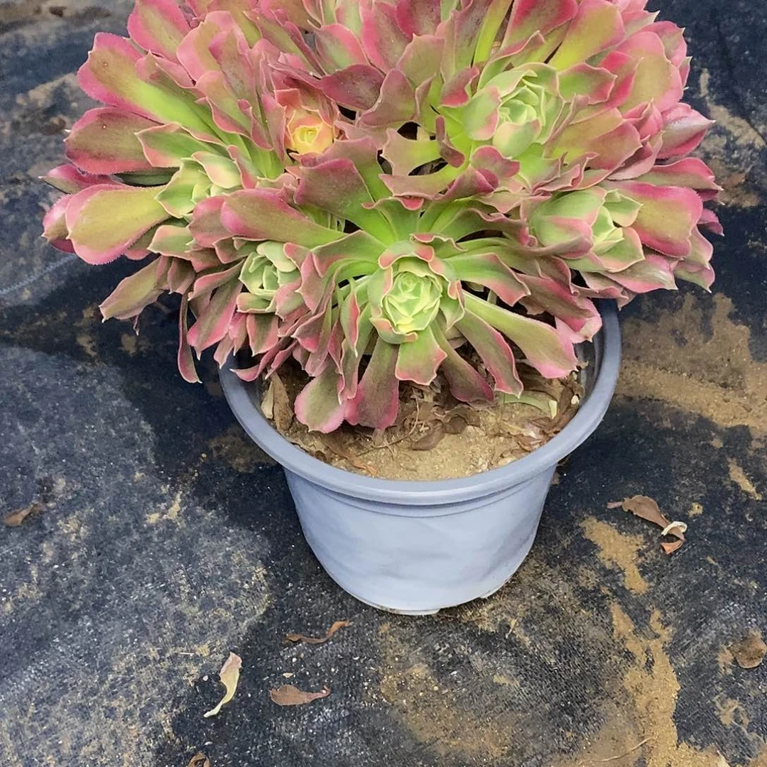 352雨花石多肉法师锦有砍