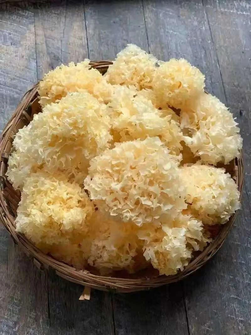 云南高山椴木小银耳干货炖煮出胶快口感软糯适合做甜品