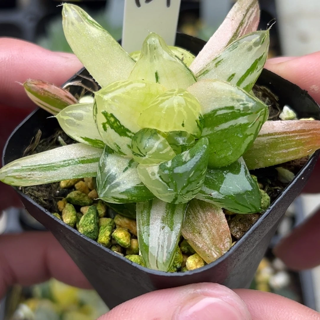 129马琳玉露锦。。。