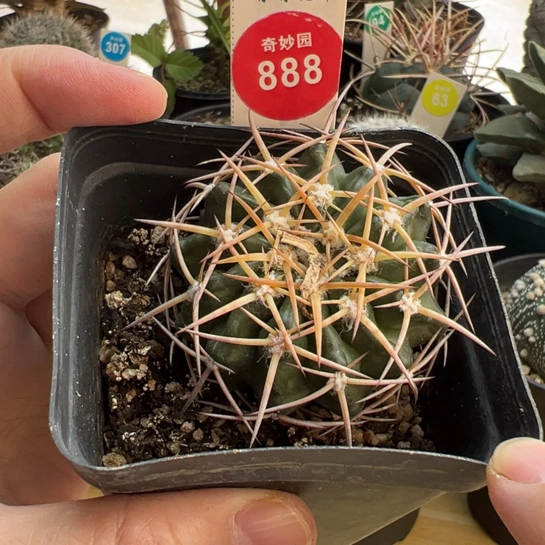 实生狂刺印加圆盘玉4.8cm