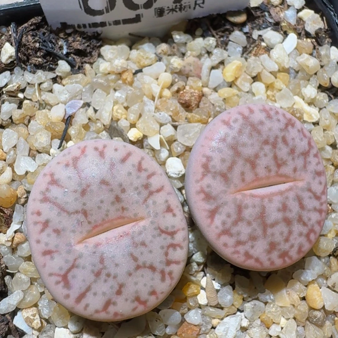 zzzzz精品生石花669