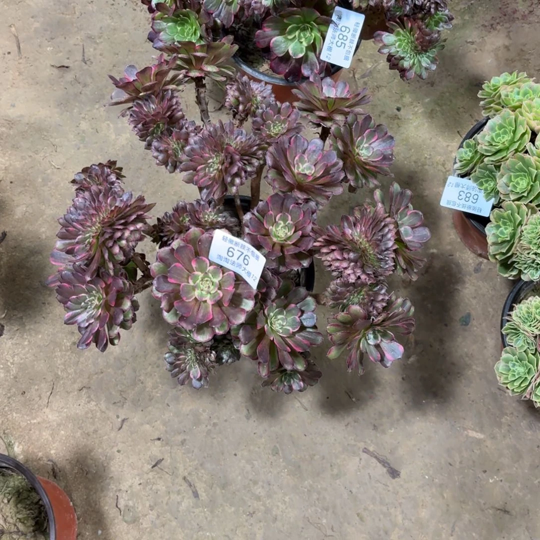 676黑金刚缀化丛林多肉植物