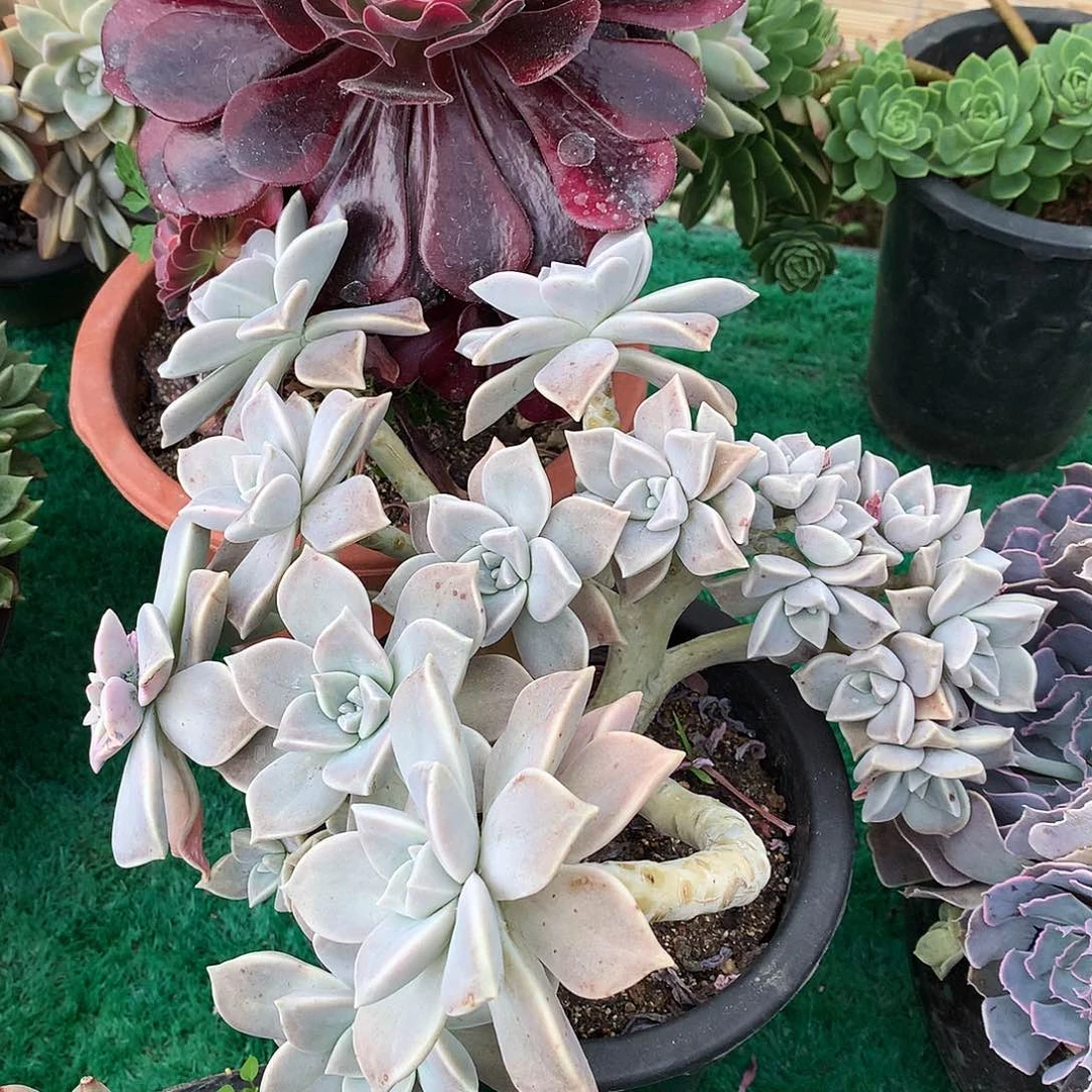 拢月一物一拍3.115