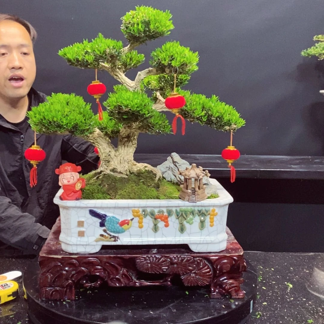 无花朵黄杨盆景雀舌软枝