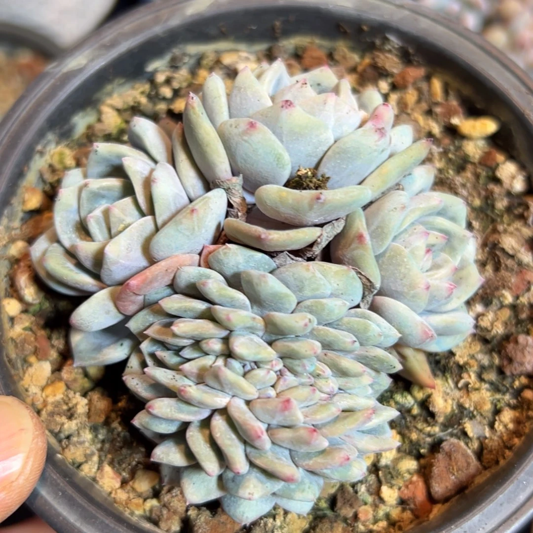 新年快乐 新年快乐