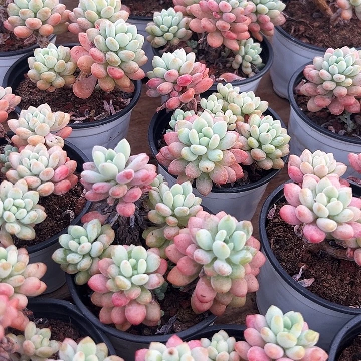 泡泡酱      福利多多