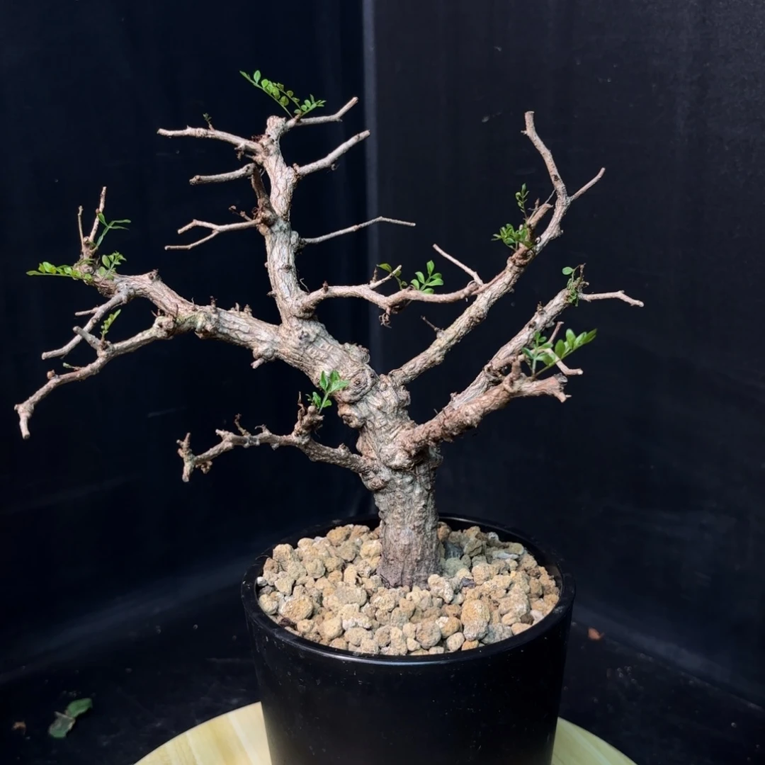 象足漆树带盆土hh