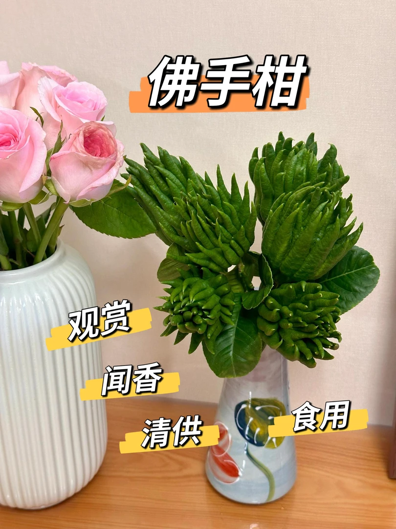 瑕疵不售后 佛手柑 闻香食用果 香薰 摆盘 插瓶 清供 把玩