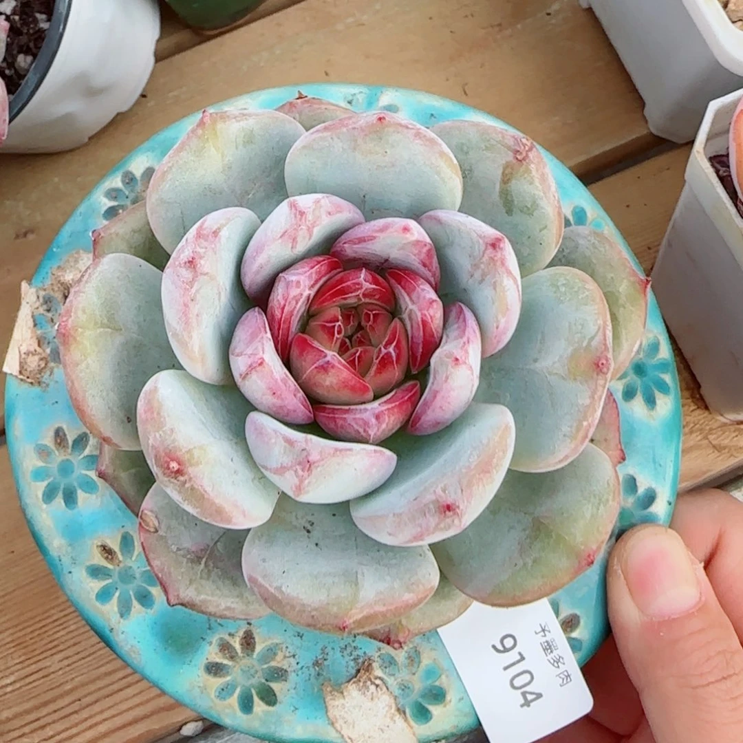 雪色浪漫，9104多肉植物