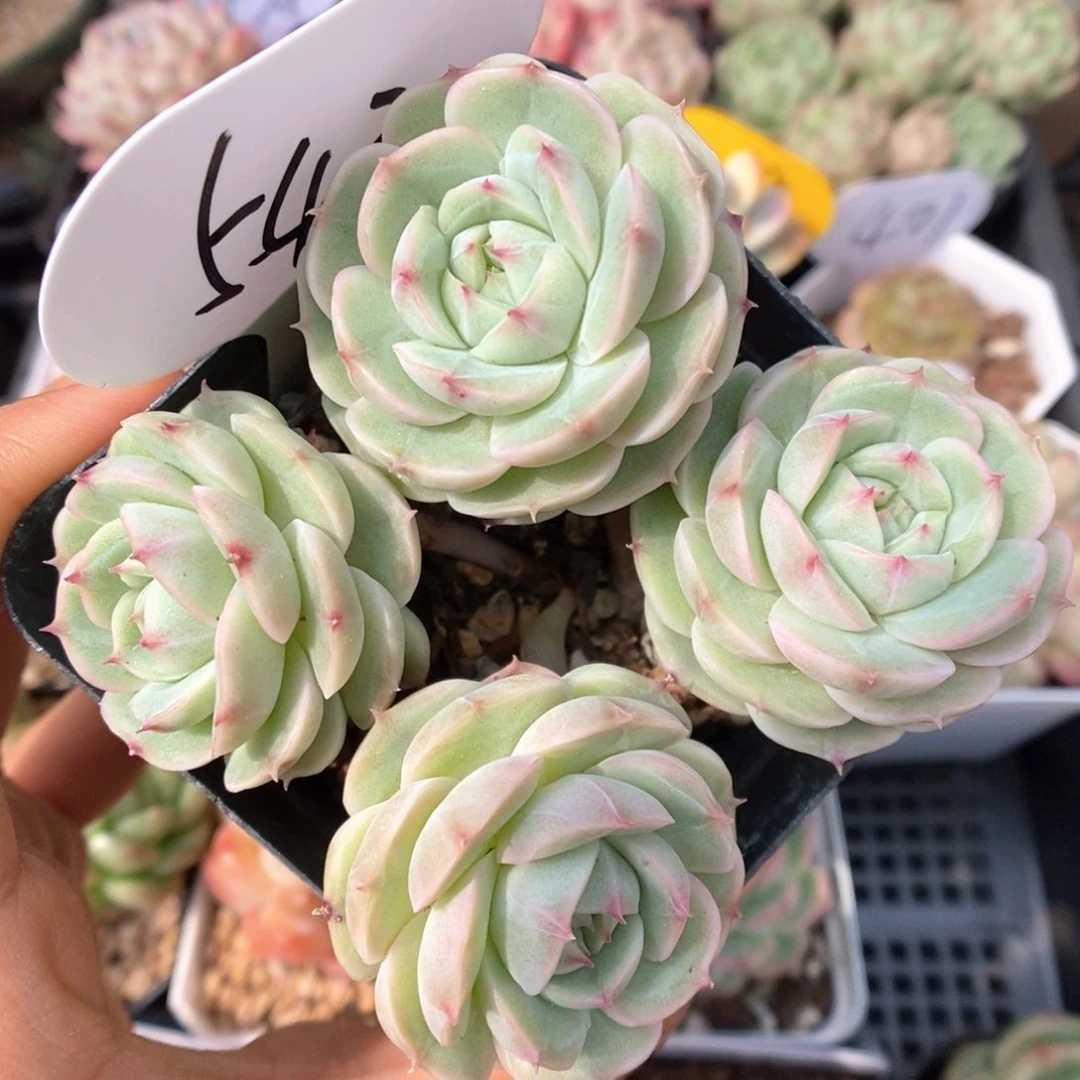 白芷珍妮群生543号。