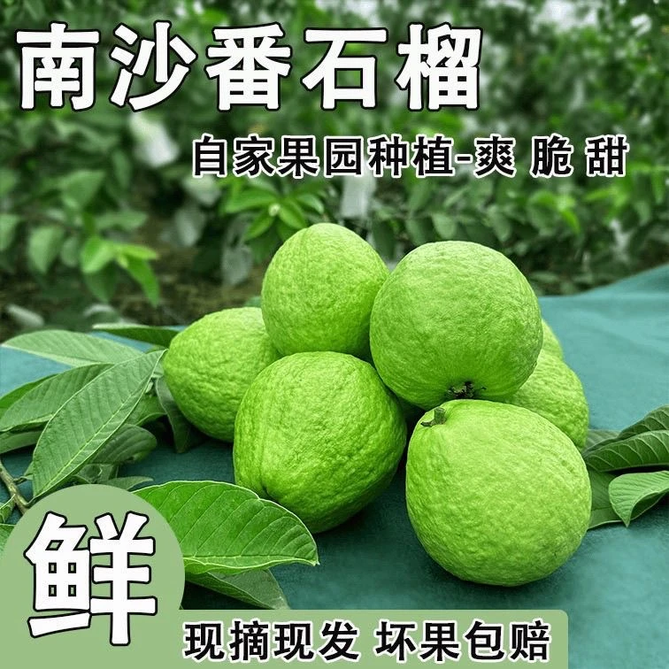 新鲜现摘产地直发珍珠番石榴芭乐果脆爽多汁水果白心果