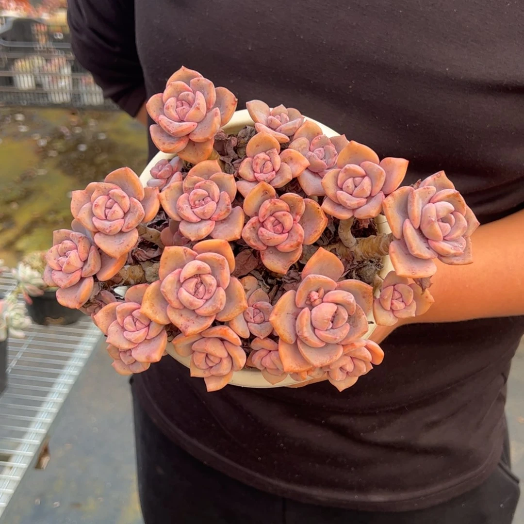 彩虹糖老桩多肉植物