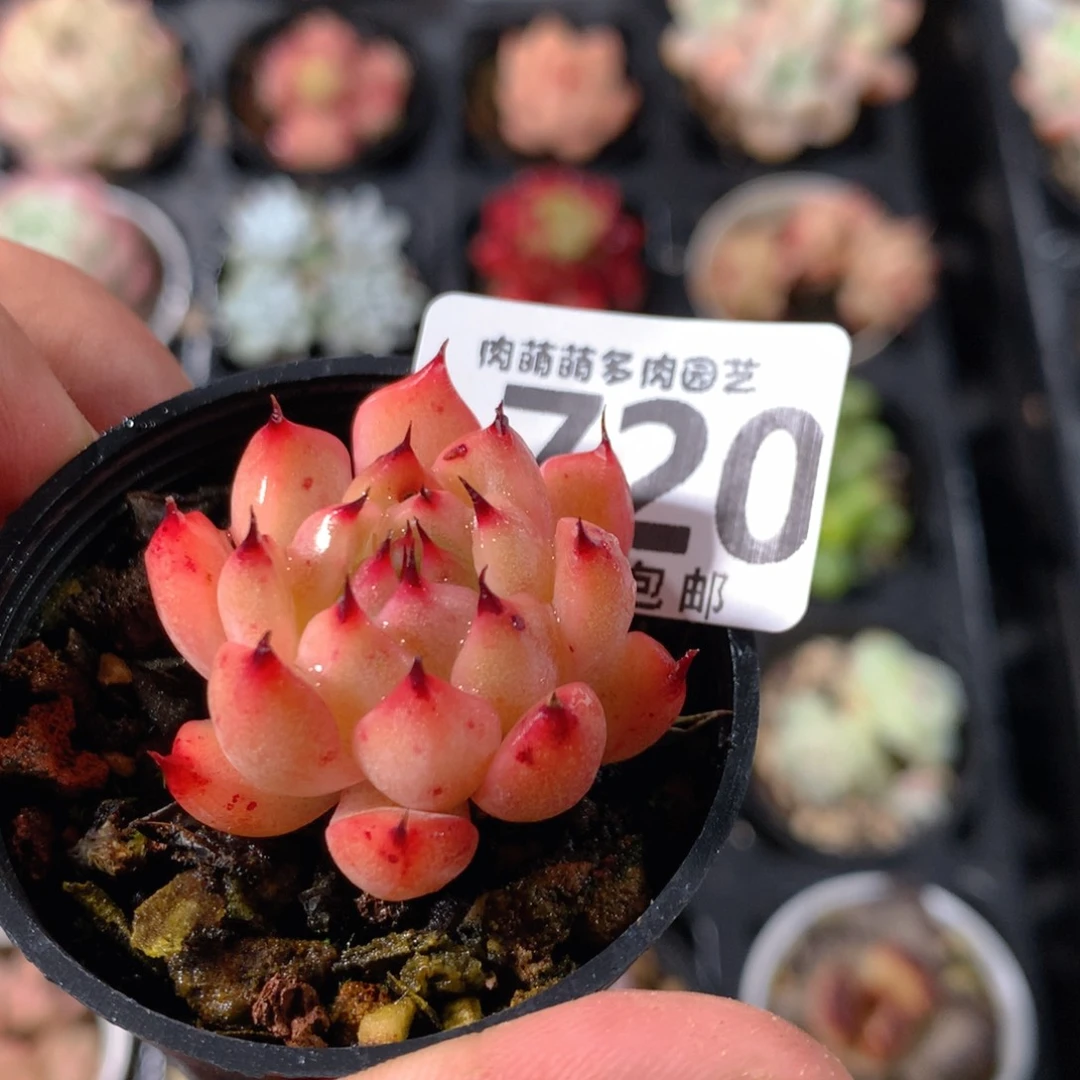 5CM拇指盆精控多肉YX720