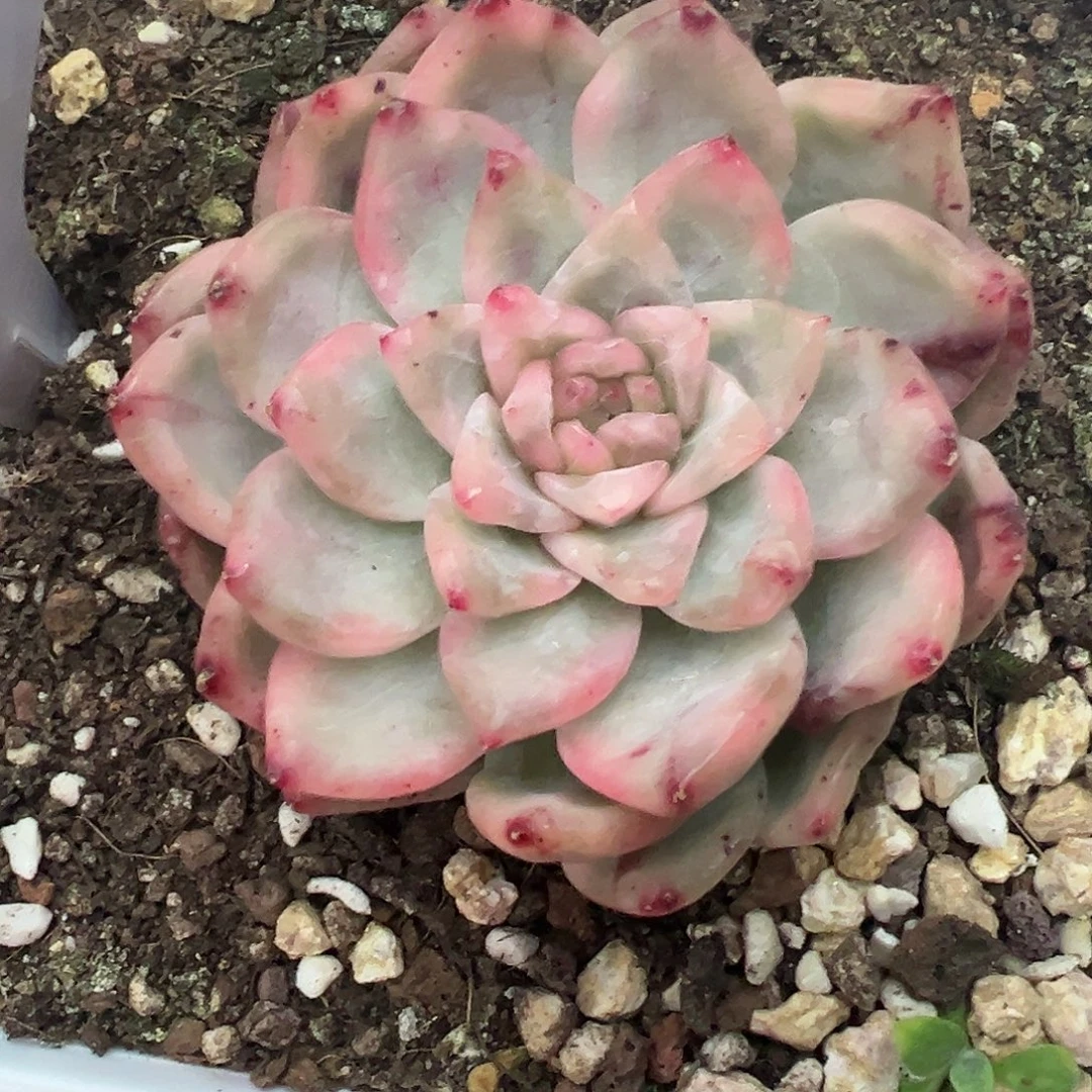 三文鱼锦多肉植物