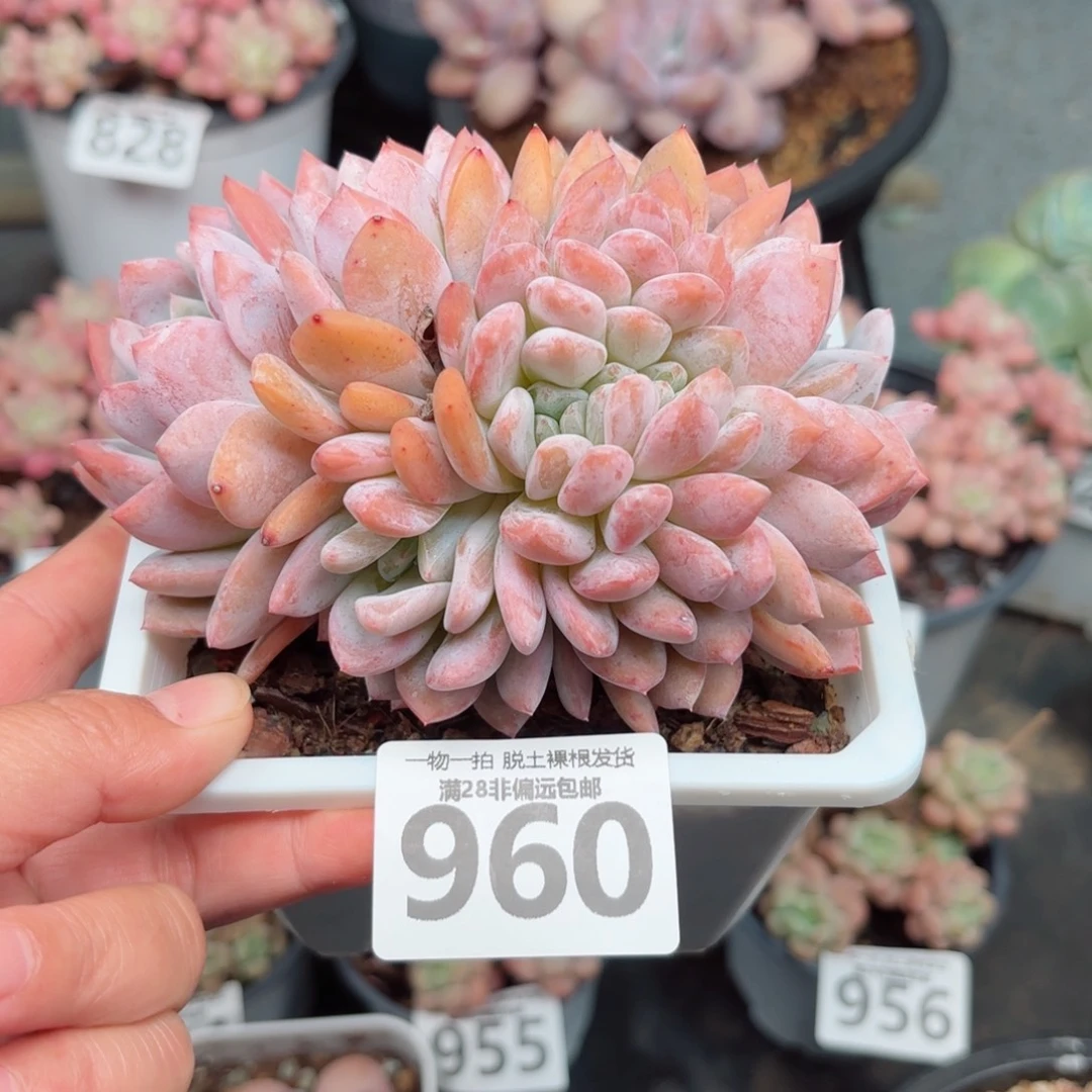 橙梦露缀化无盆土发货