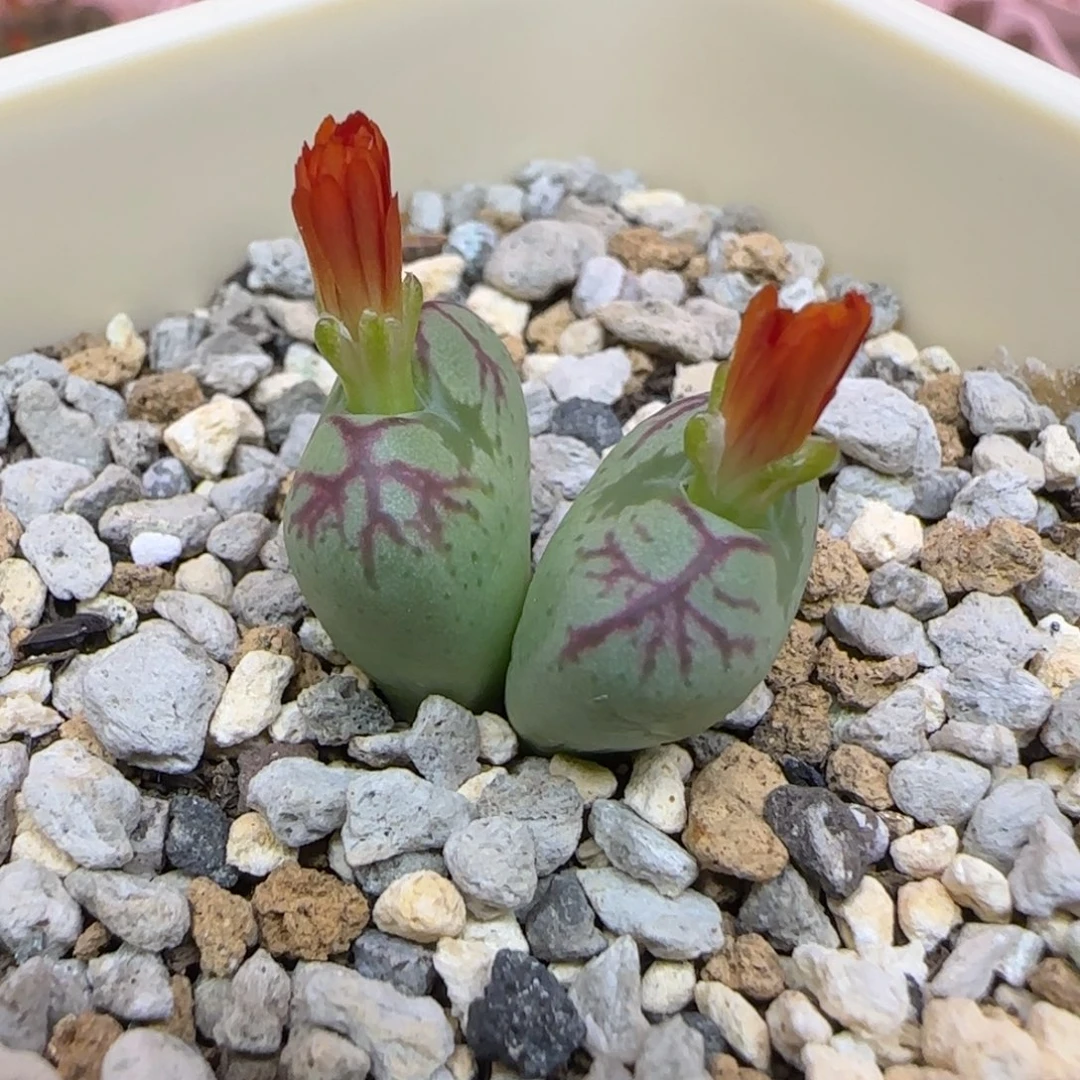 少将杂红花多肉植物一颗