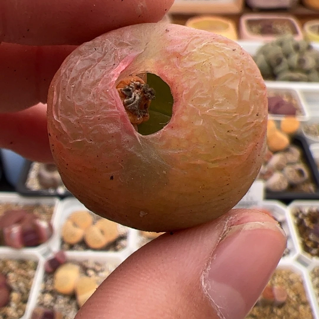 0285号毛 多肉植物